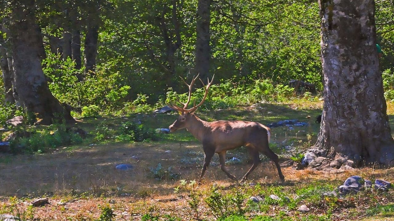 Samanlı Dağları'nda Kızıl Geyik Popülasyonu Artıyor
