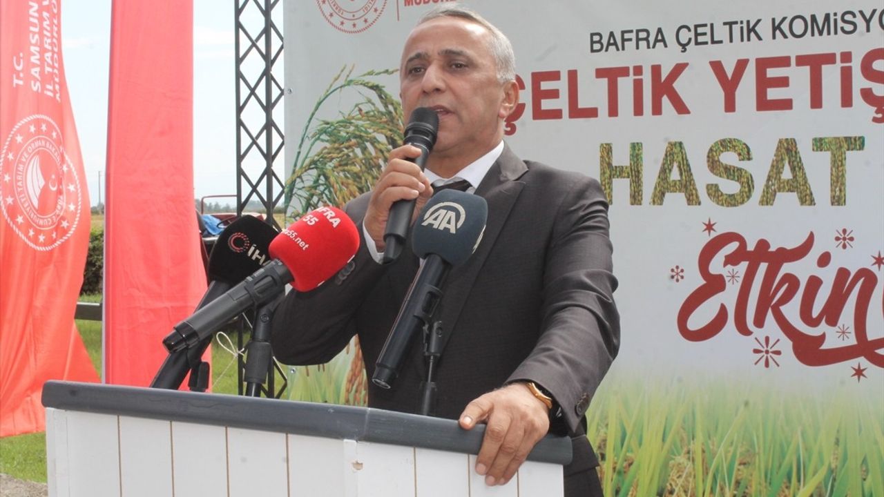 Samsun'da Çeltik Yetiştiriciliği Hasat Günü