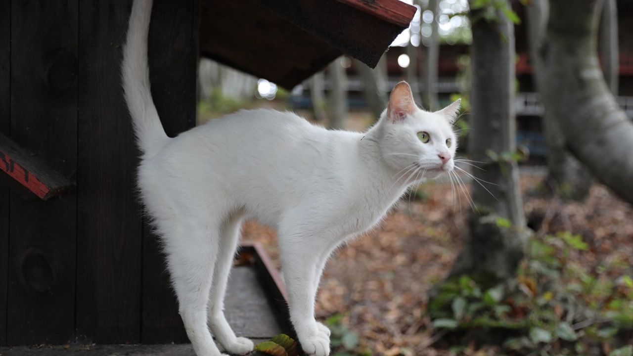 Samsun'daki Kedi Kasabası, Kedilere Sevgi Dolu Bir Yuva Sunuyor