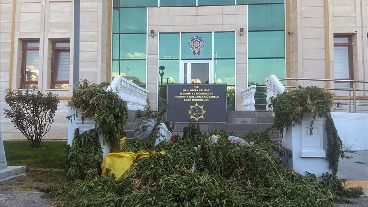 Şanlıurfa'da 2 Bin 375 Kök Hint Keneviri Ele Geçirildi