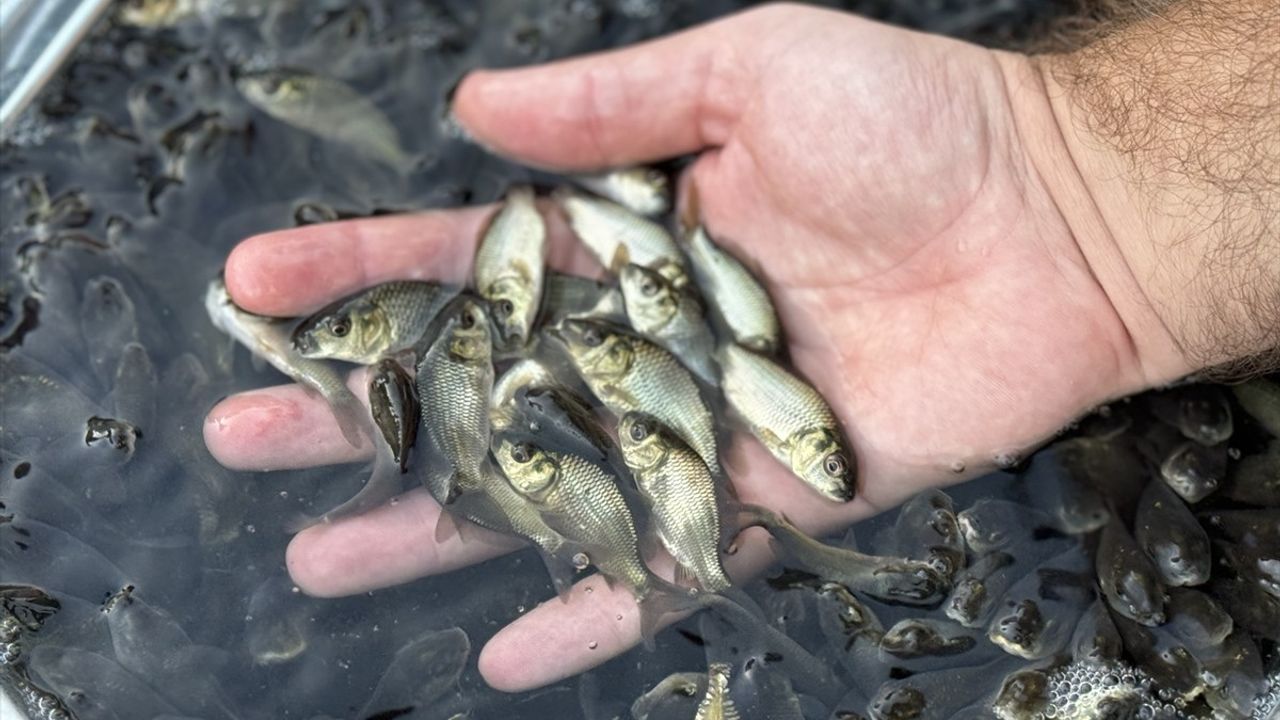 Siirt'te 1 Milyon Sazan Yavrusu Su Kaynaklarına Bırakıldı