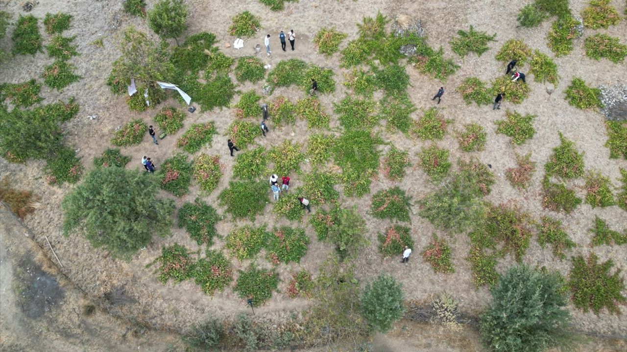 Şırnak'ta Behdini Üzümü Hasat Şenliği Yapıldı