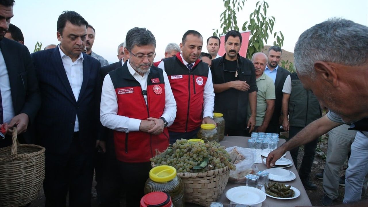 Tarım ve Orman Bakanı Yumaklı, Tokat'ta Üzüm Hasadı Gerçekleştirdi