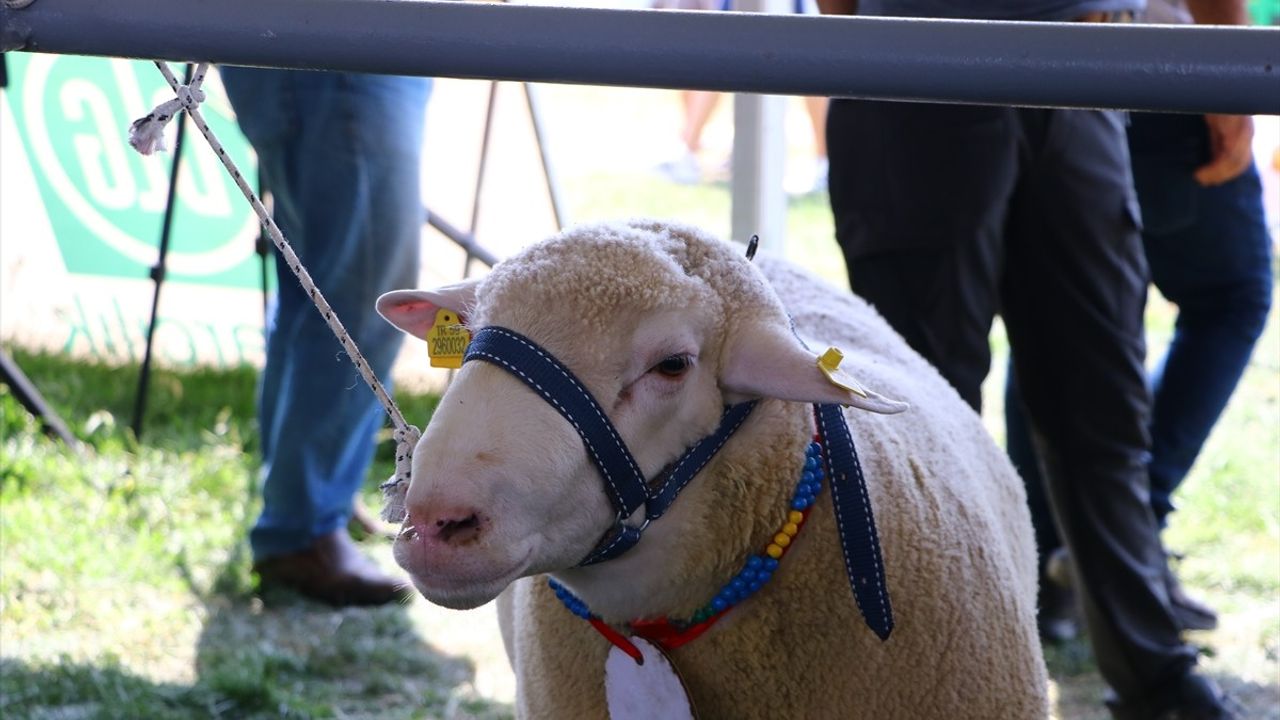 Tekirdağ'da Tarım ve Teknoloji Günleri'nde Koç Güzellik ve Oğlak Yeme Yarışmaları Düzenlendi