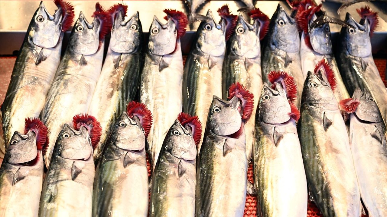 Trabzon'da Av Yasağının Sona Ermesiyle Palamut Bolluğu