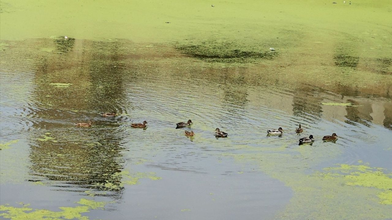 Tunca Nehri'nde Yosun ve Su Mercimeği Yayılımı Artıyor