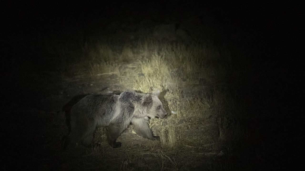 Tunceli'nin Düzgün Baba Dağı'nda Bozayılar Görüntülendi