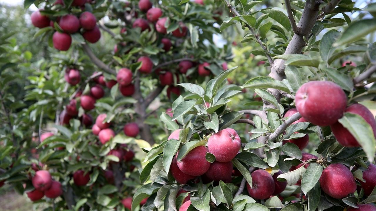 Yahyalı Elmasının Uluslararası Başarısı