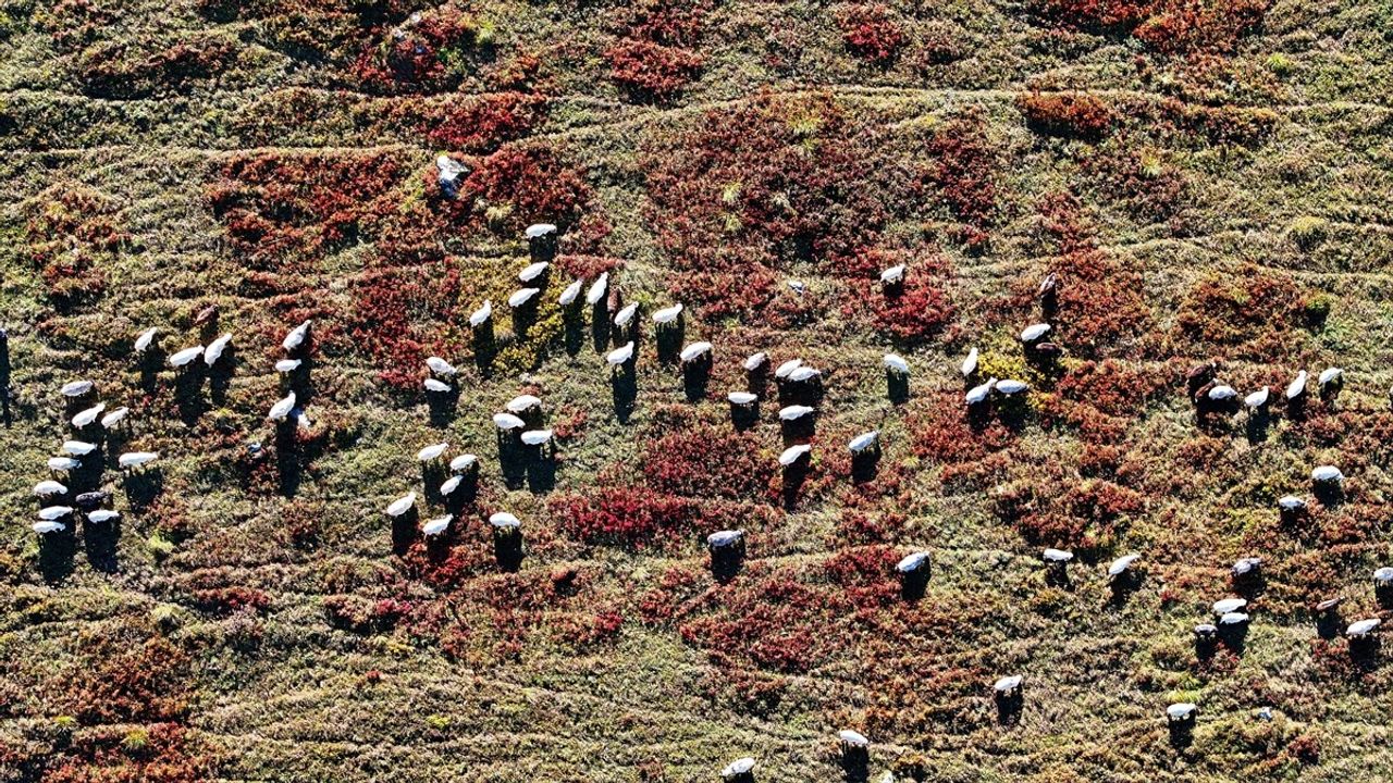 Ağaçbaşı Turbalığı'nda Sonbahar Güzellikleri