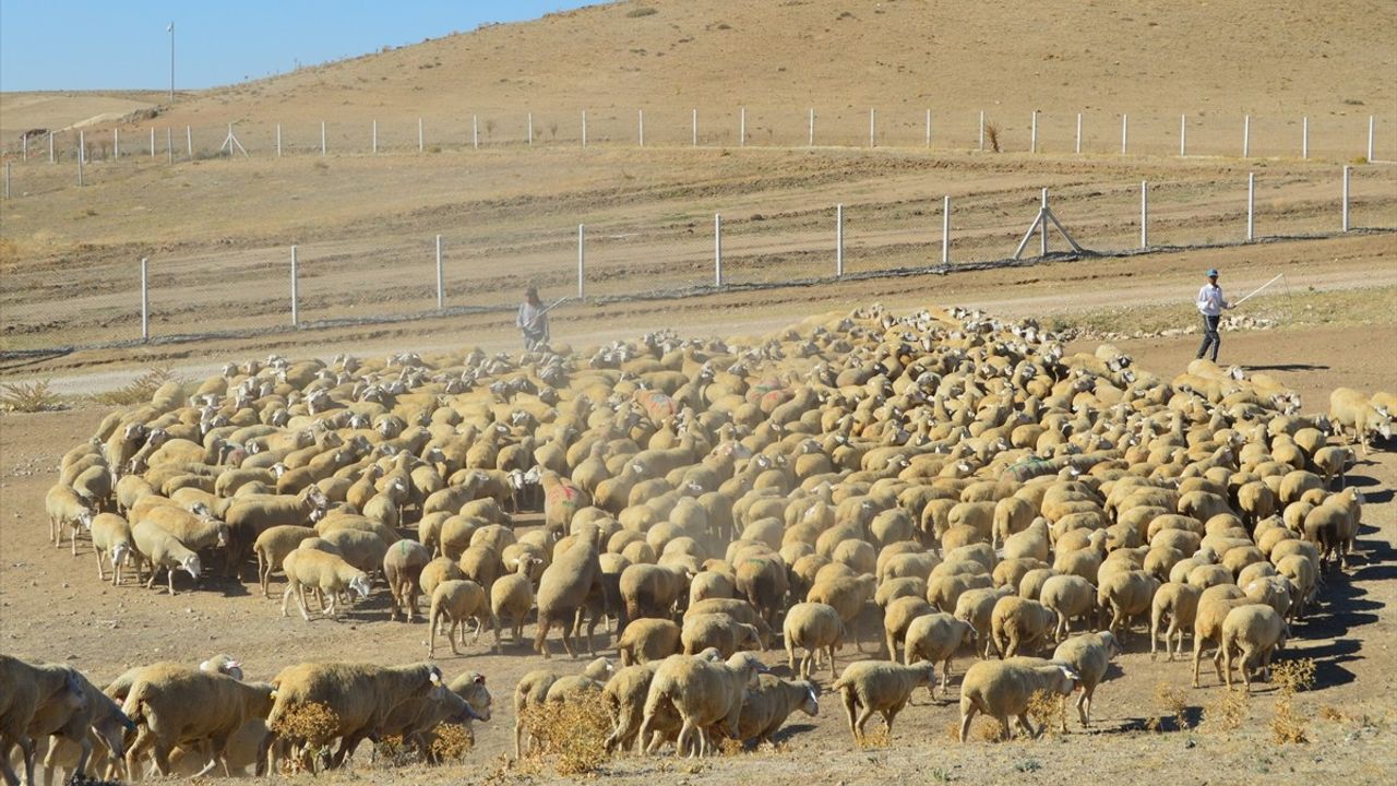 Anadolu Tarım İşletmesinden 2.500 Kuzu Doğumu Bekleniyor