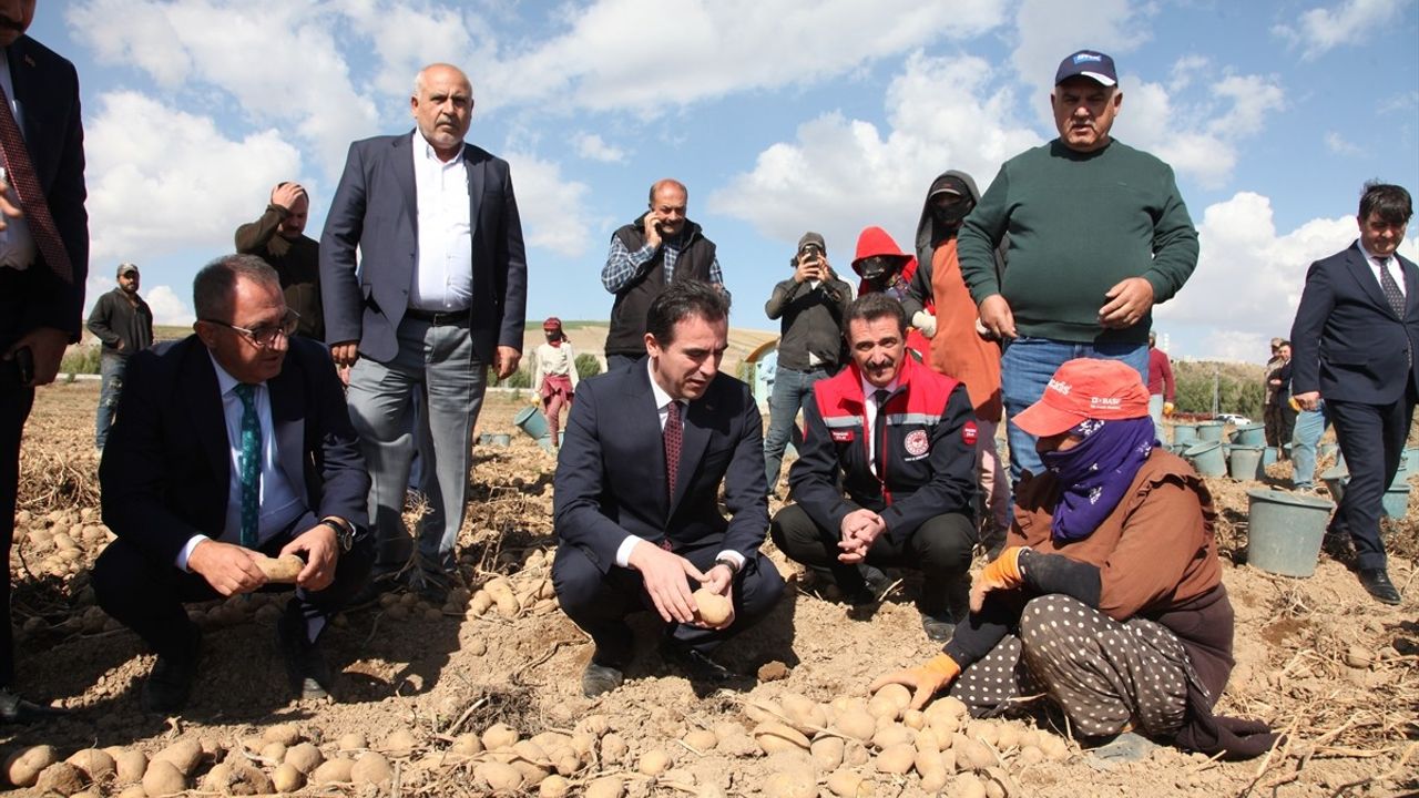 Bitlis Valisi Ahmet Karakaya Patates Hasadında Çiftçileri Destekledi