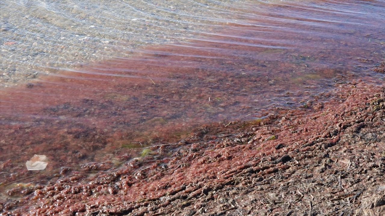 Çanakkale'de Lodos Fırtınası Kırmızı Algleri Sahile Taşıdı