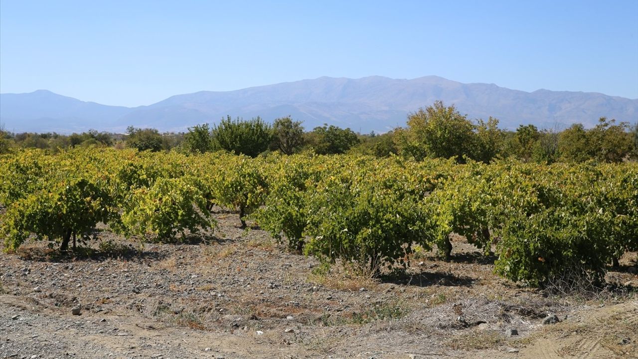 Denizli'nin Avşar Mahallesi'nde Antik Bağcılık Mirası Yaşatılıyor