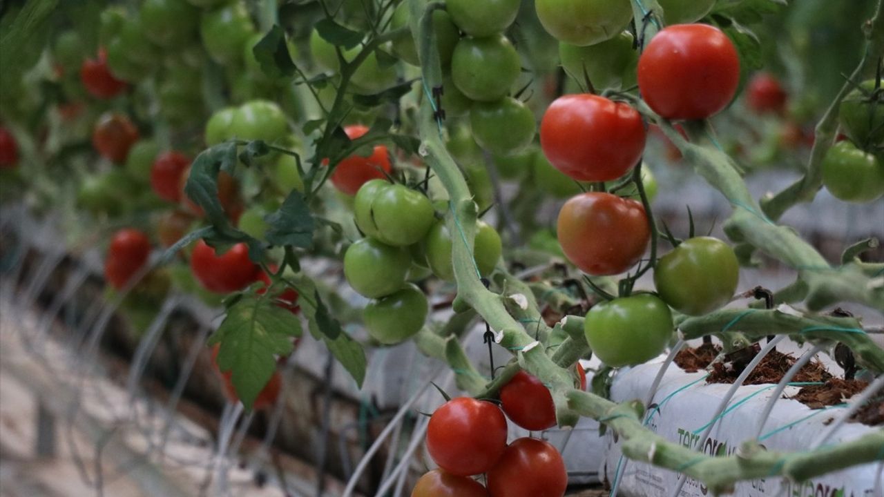 Diyadin’de Tarıma Dayalı Organize Sanayi Bölgesi Açılışı