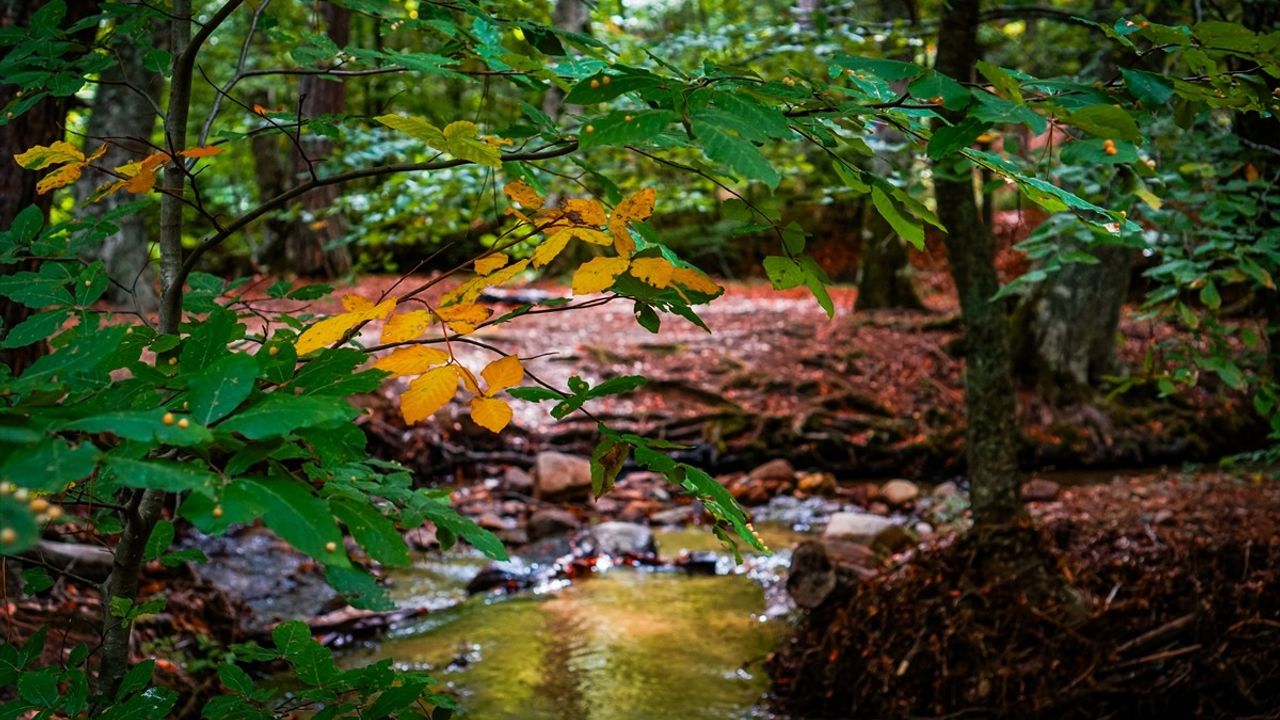 Domaniç Dağları'nda Sonbaharın Büyüsü
