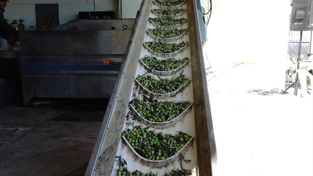 Edremit Zeytinyağı Tadım Festivali Başarıyla Tamamlandı