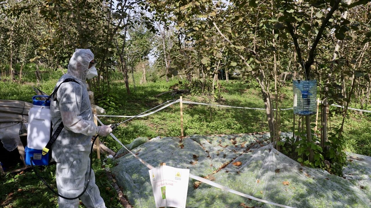 Fındıkta Kahverengi Kokarca Tehdidi: Birlikte Mücadele Devam Ediyor