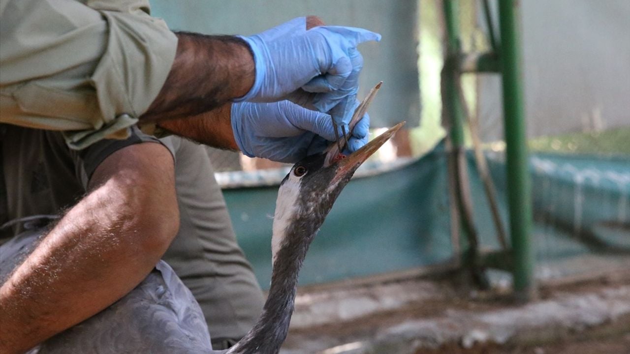 Görme Yetisini Kaybeden Turnaya 4 Yıldır Özenle Bakılıyor