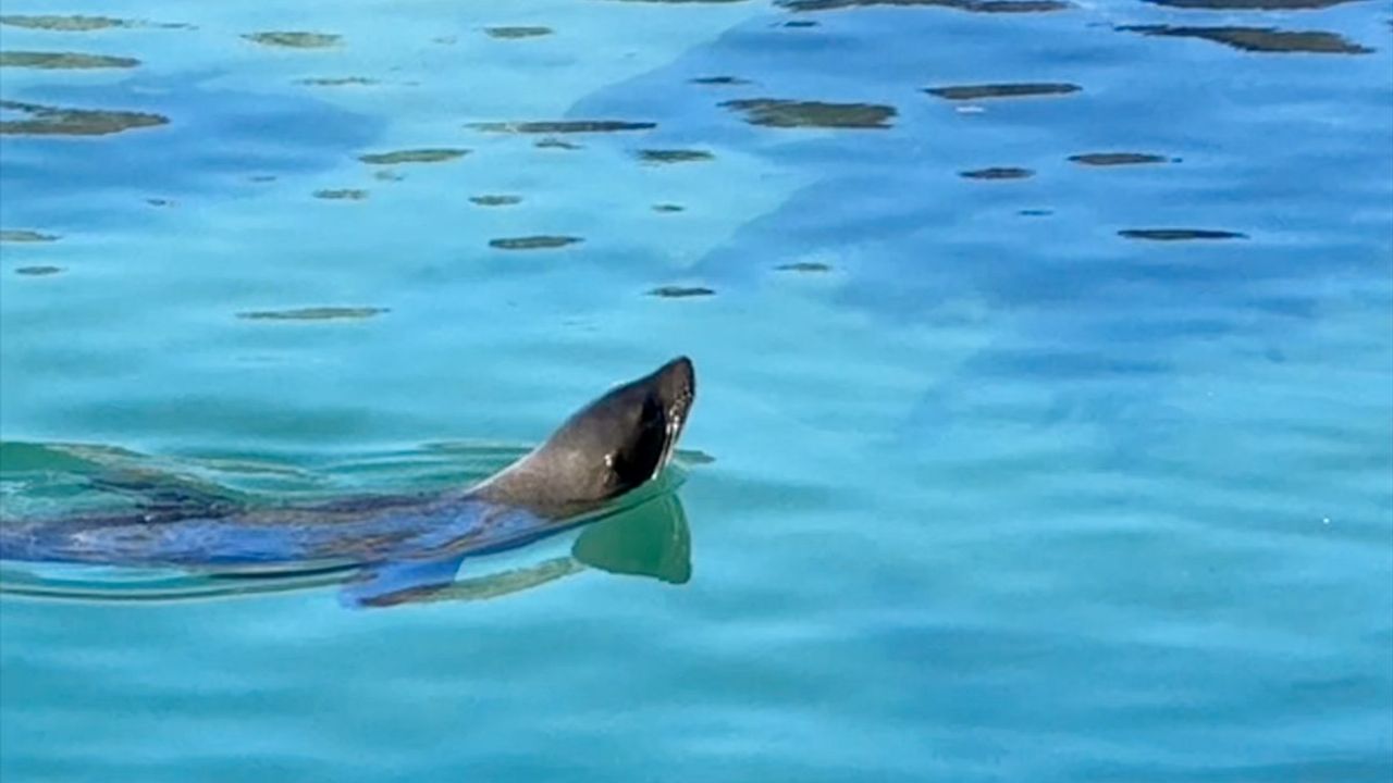 Güney Afrika'da İlk Fok Kuduz Salgını: Deniz Memelileri Yeni Bir Tehlikeyle Karşı Karşıya