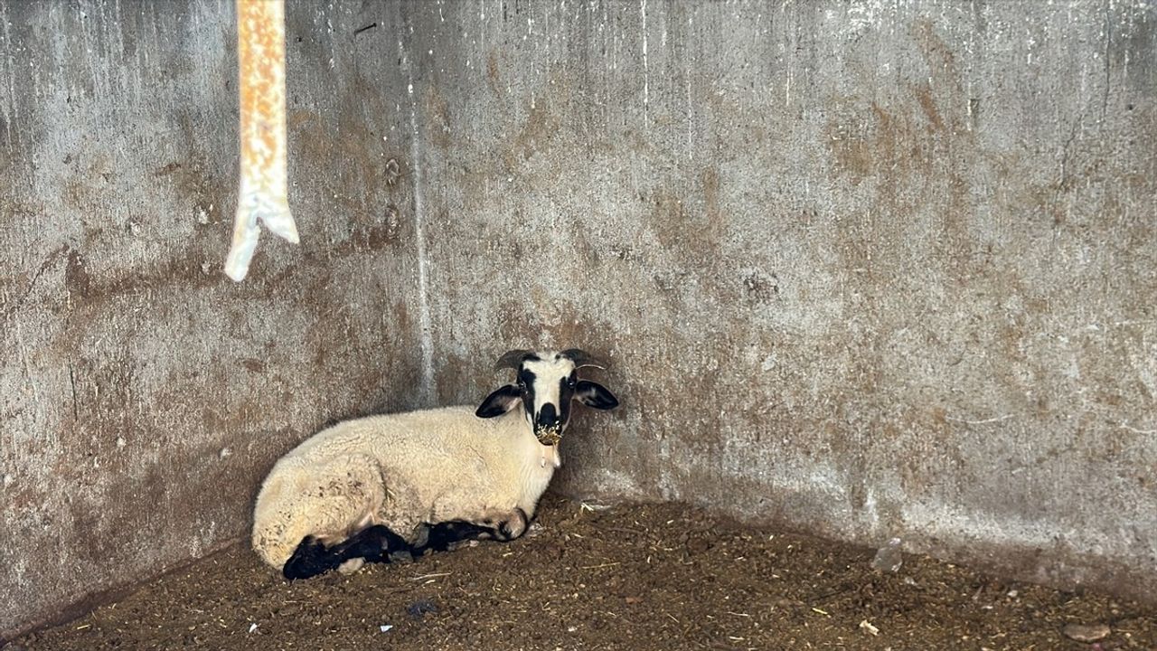 Hatay'da Koyun Hırsızlığı Güvenlik Kamerasında