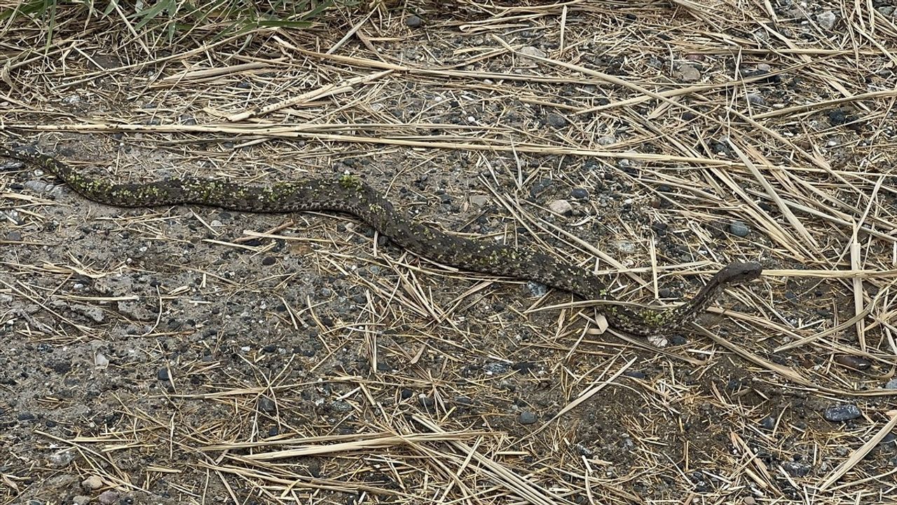 Iğdır'da Nadir Görüntülenen Koca Engerek Yılanı