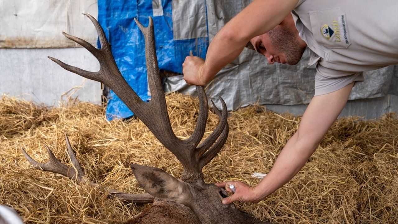 İzmir'de Yaralı Geyiğe İnsani Müdahale