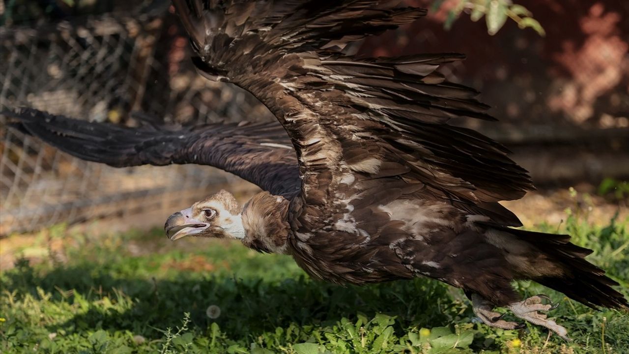 Karatay'da 5 Akbaba Koruma Altında