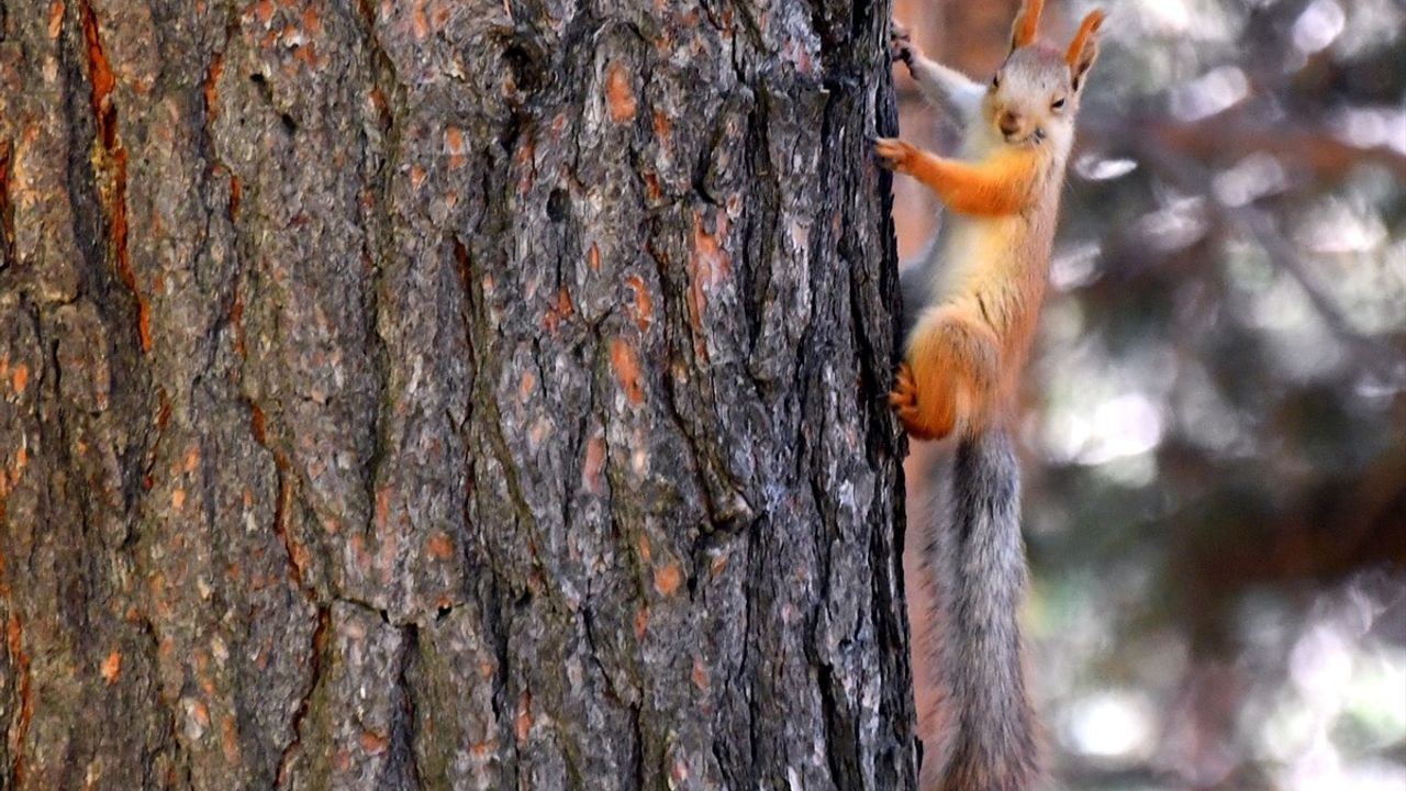 Kars'ta Hava Sıcaklığı Doğayı Yeniden Canlandırdı