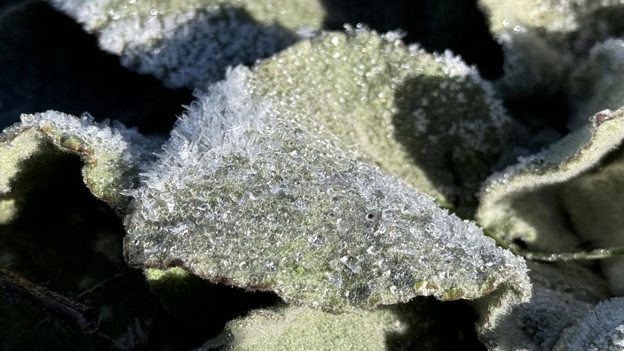 Kars ve Ardahan'da Soğuk Hava ve Kırağı Etkili Oldu