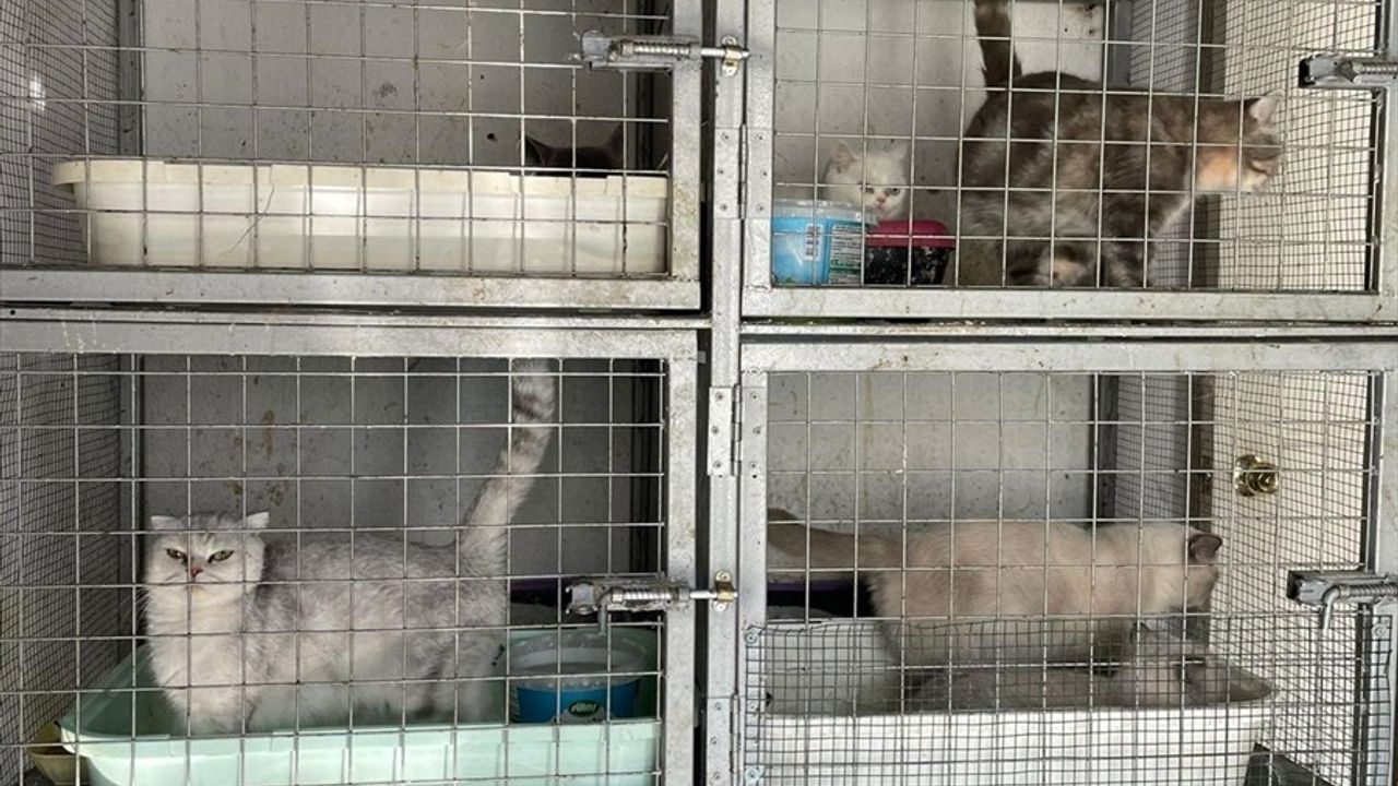 Kırklareli'de Kaçak Hayvan Ticaretine Dev Ceza