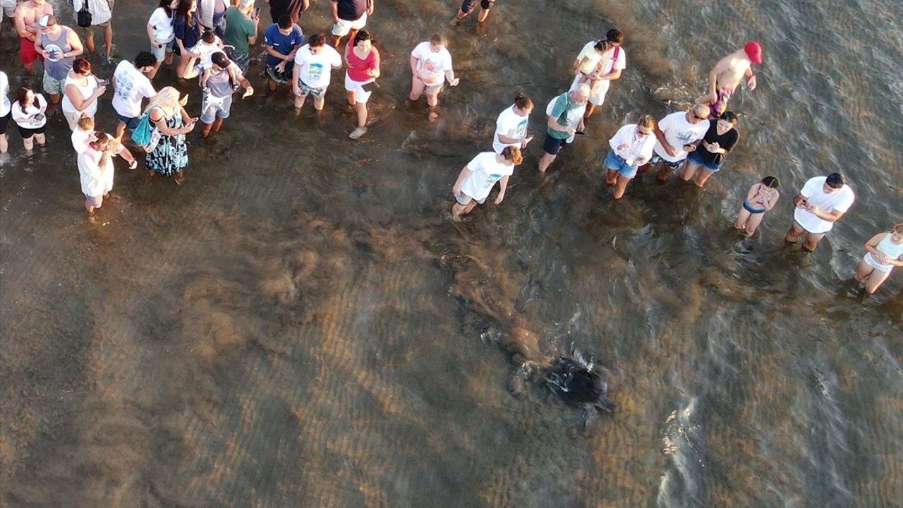Muğla'da Tedavi Edilen Deniz Kaplumbağaları Mavi Sulara Kavuştu