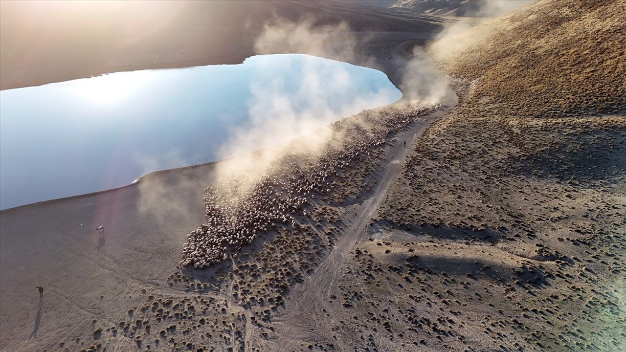 Nemrut Dağı'ndaki Küçükbaş Sürülerin Yolculuğu