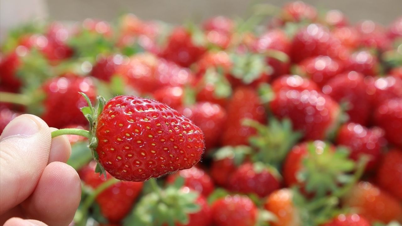 Ordu Çilek Üretiminde Bir Rekora İmza Attı