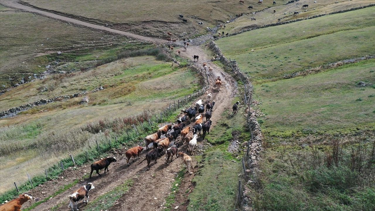 Ordu'da 40 Yıldır Besicilik Yapan Gülseren Türker'in Hikayesi