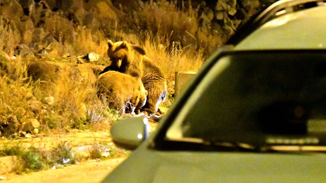 Sarıkamış'ta Bozayıların Şehir Merkezine İnişi