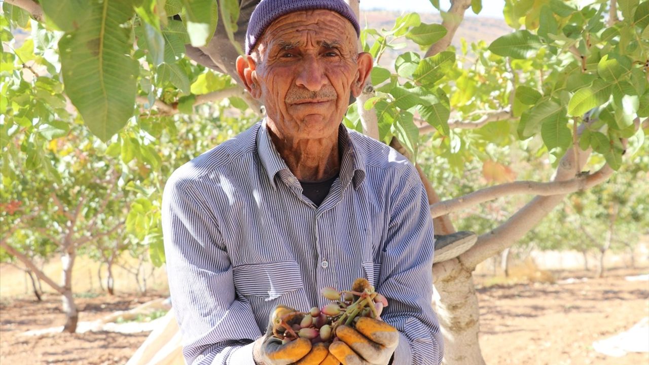 Siirt'te Fıstık Hasadı ve Kültür Festivali Gerçekleşti