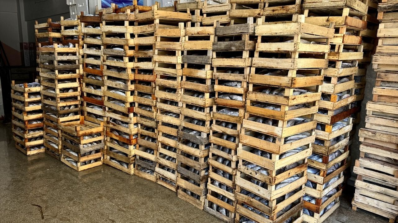 Sinop'ta Balıkçılar 2 Bin Kasa Palamut Avladı