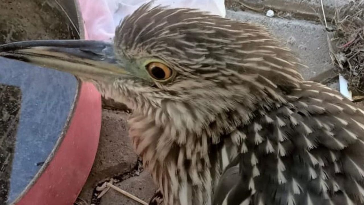 Şırnak'ta Yaralı Gece Balıkçıl Kuşu Tedavi Altında