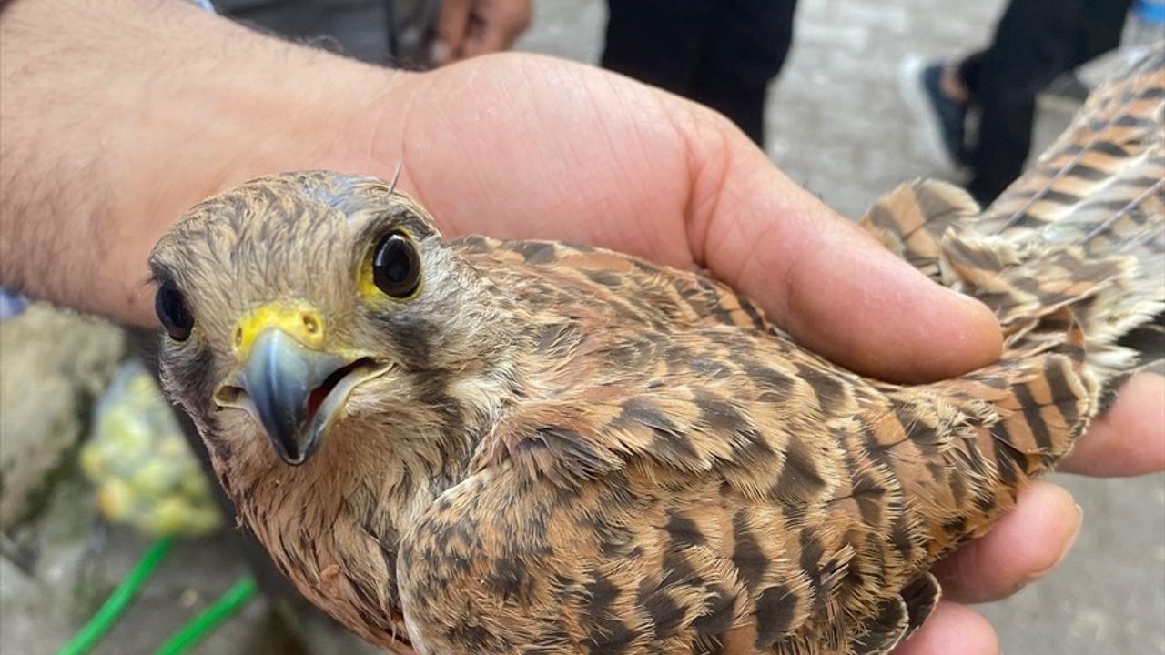 Şırnak'ta Yaralı Kerkenez Kuşu Doğaya Kavuştu