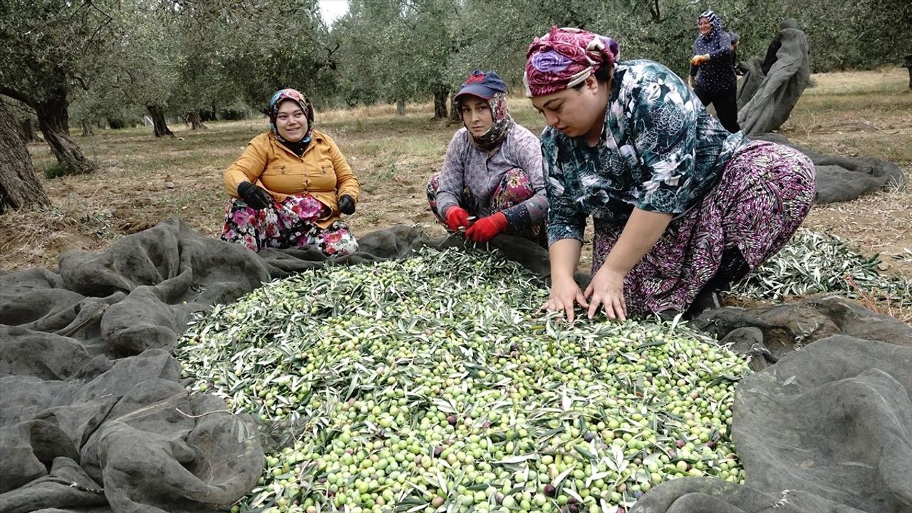 Zeytin Üreticilerinden Yağmur Umudu