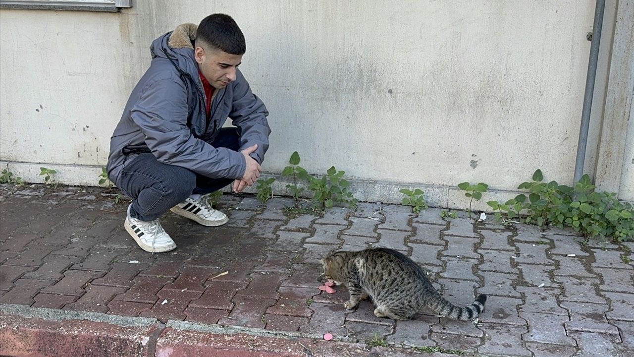 Adana'da Kedi, İşçinin Öğle Yemeğini Çaldı