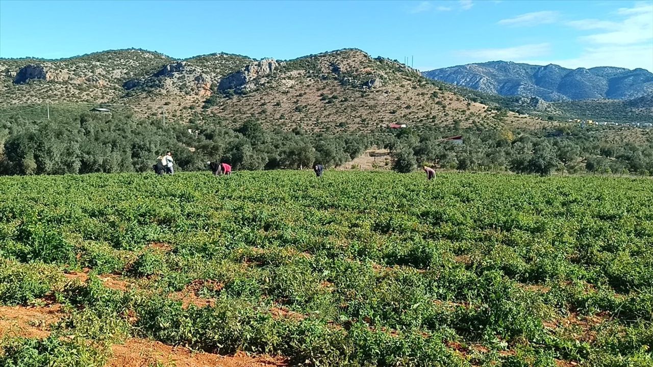 Adana'nın Kozan İlçesinde Güz Domatesi Hasadı Başladı