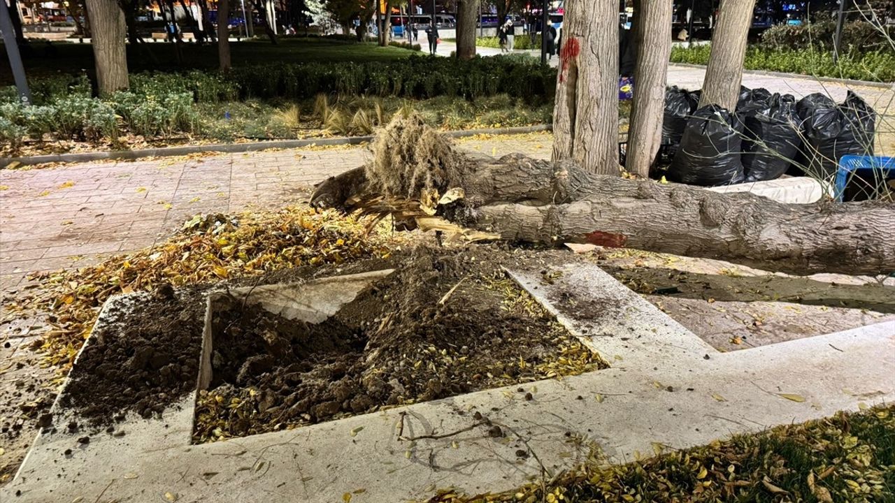 Ankara'da Rüzgar, Güvenpark'taki Ağacı Devrildi