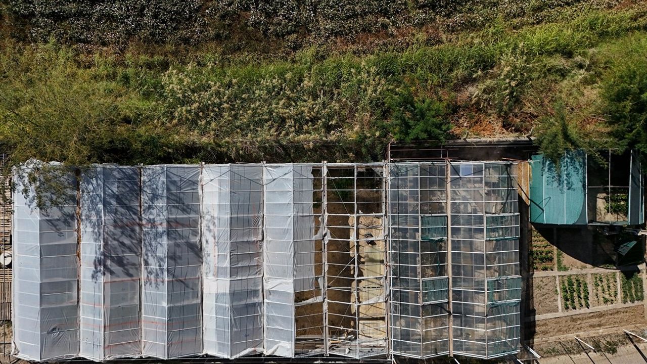 Atık Suları Temizleyen Yeşil Çözüm: Su Marulu ve Sümbülü