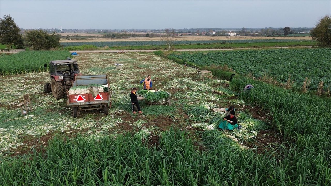 Bafra Ovası'nda Pırasada 18 Bin Ton Rekolte Bekleniyor