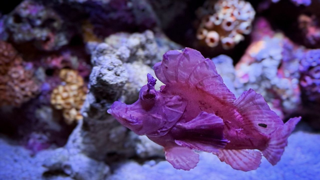 Bangkok'taki Sea Life Bangkok Ocean World: 30 Bin Deniz Canlısı ile Ziyaretçilerine Benzersiz Bir Deneyim Sunuyor