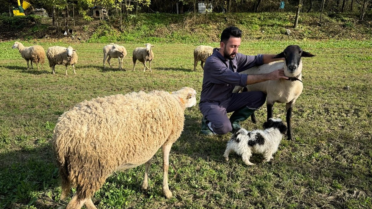 Bartın'da Kurtların Koyun Sürüsüne Saldırısı Dronla Görüntülendi