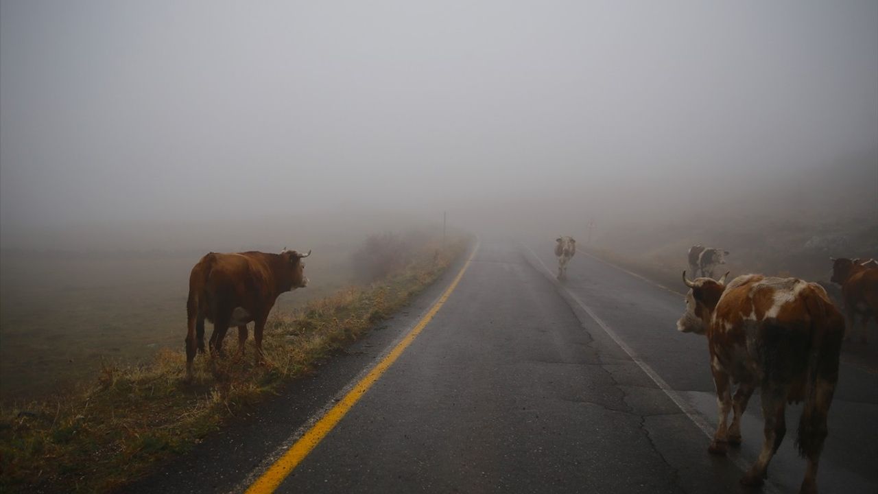 Bingöl'de Yoğun Sis Görüş Mesafesini Düşürdü
