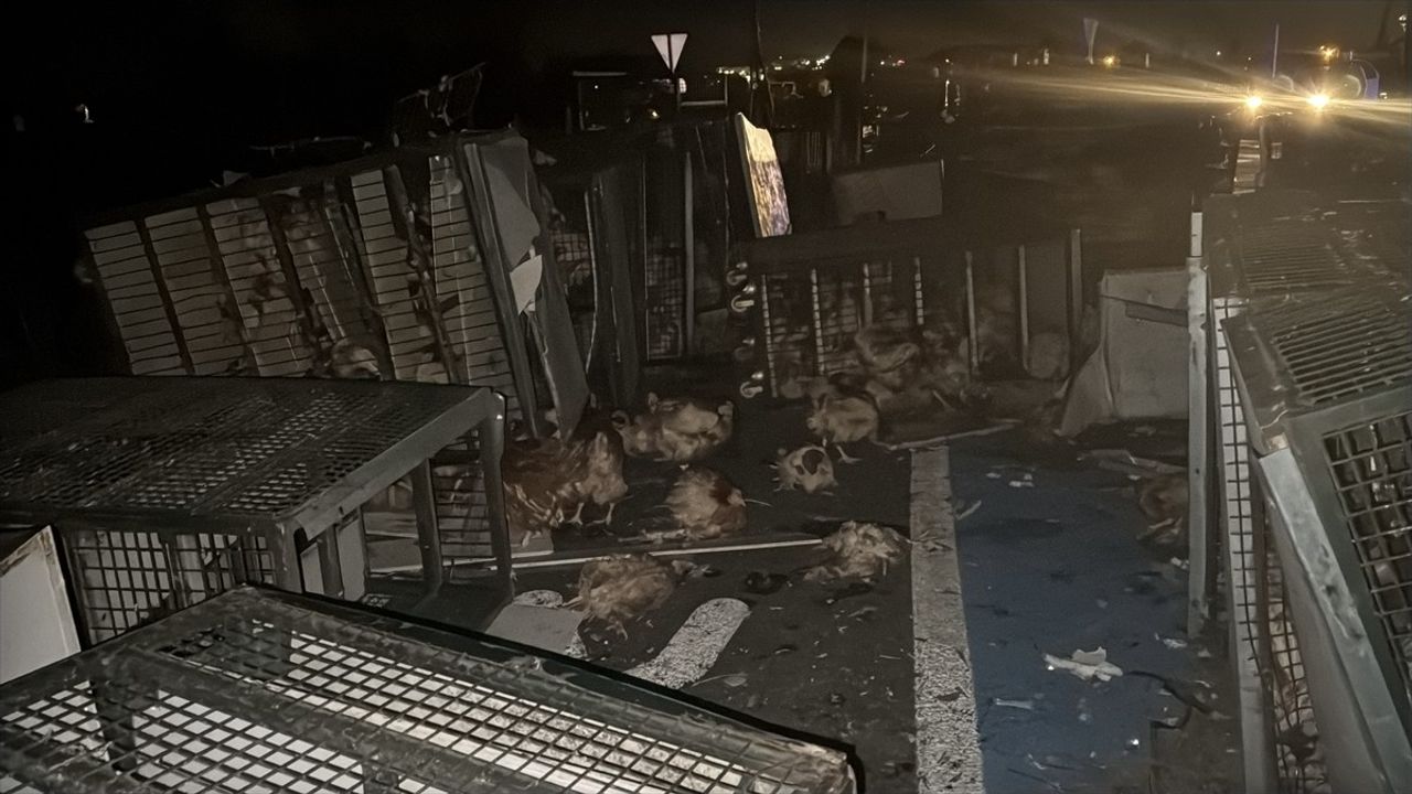 Bolu'da Tır Devrildi, 7 Bin Tavuk Yola Saçıldı
