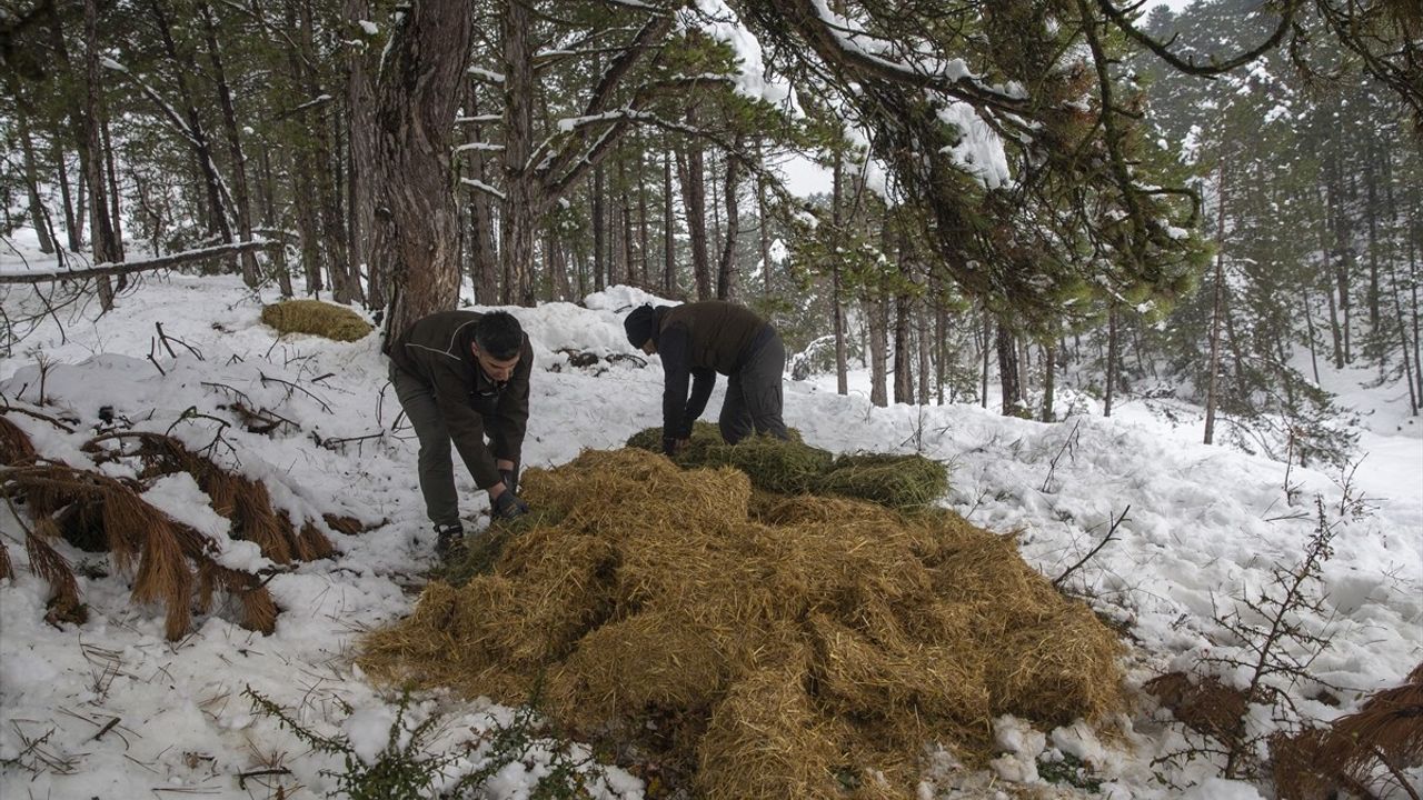 Bolu'da Yılkı Atları İçin Karla Kaplı Arazilere Yem Bırakıldı